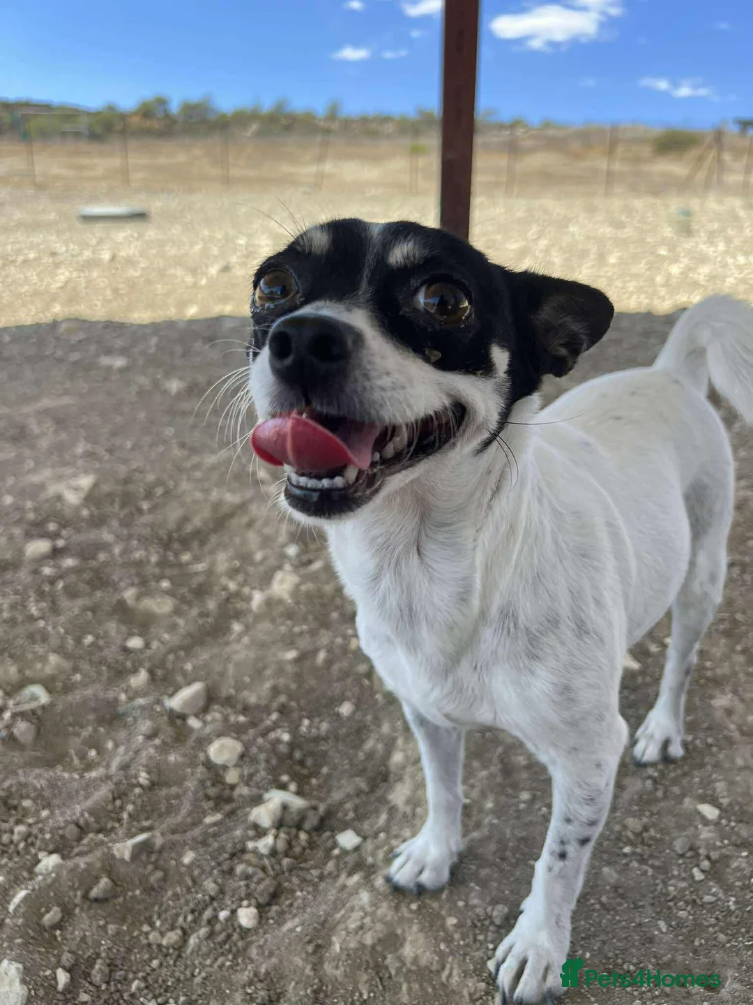 Chihuahua dogs for adoption: Tilda the tiny heart thief with big personality - Advert 5