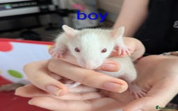 Rat rodents for sale: Dumbo rats - Image 11