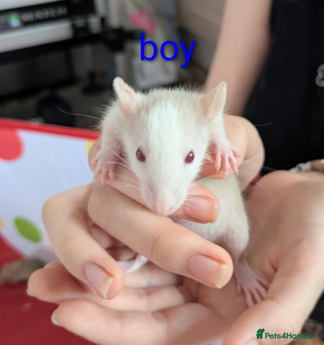 Rat rodents for sale: Dumbo rats - Image 11