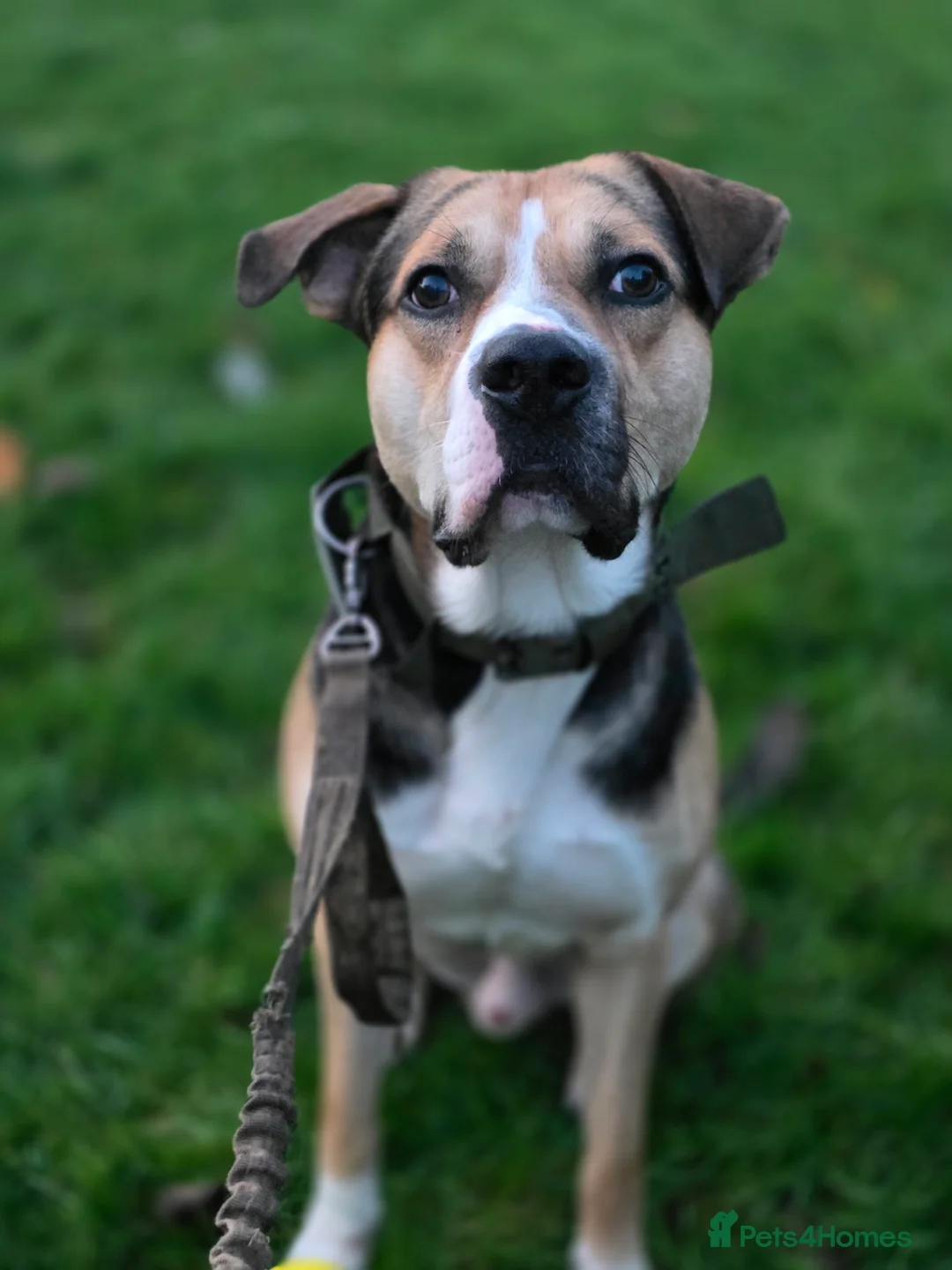 Mixed Breed dogs for sale: Huntway cross - Advert 9