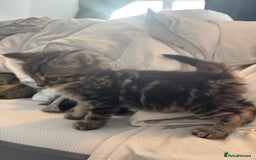 Brazilian Shorthair cats for sale: Kittens Breed From Brazilian Short Haired Mum  - Image 14