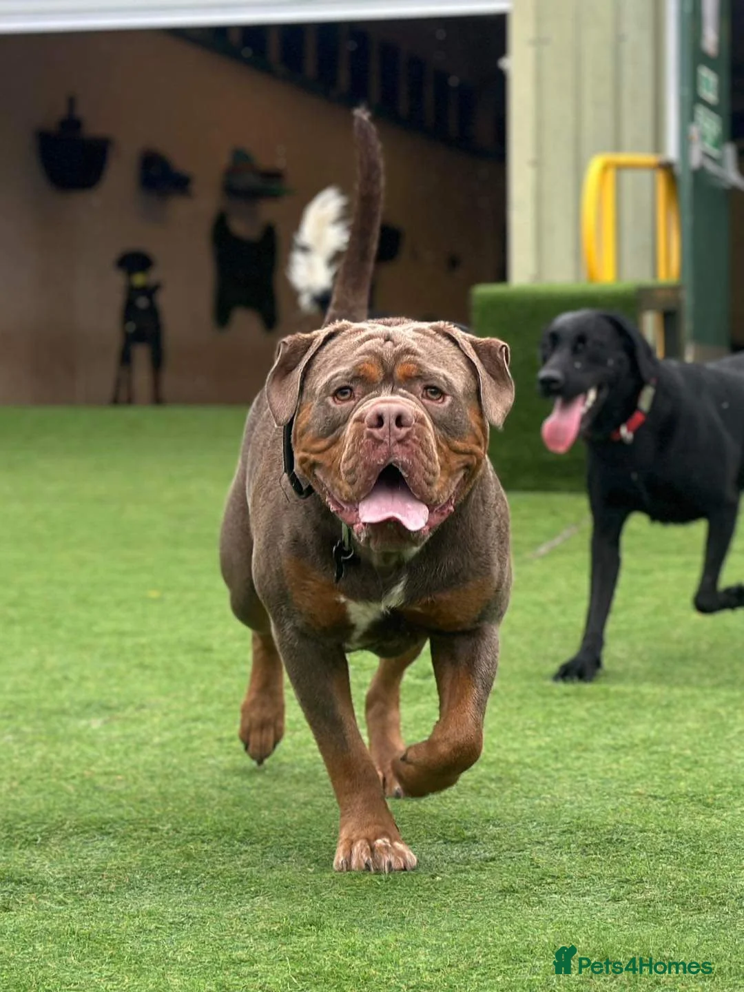 Olde English Bulldogge dogs for stud: Olde English Bulldogge for Stud - Winston in Thetford - Advert 20