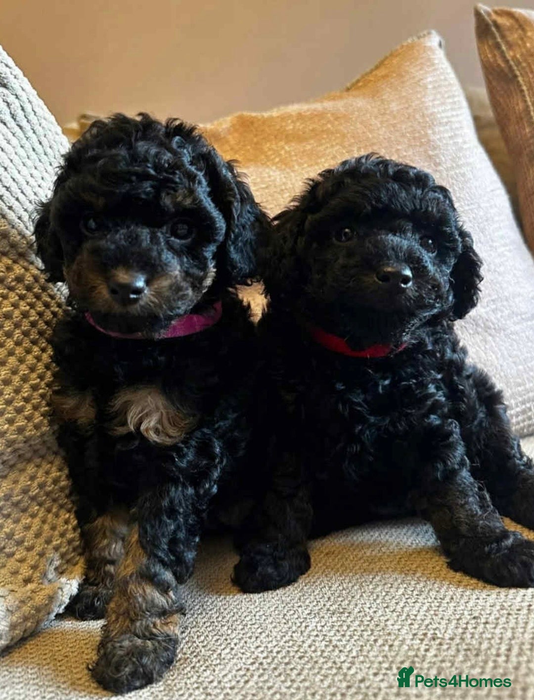 Toy Poodle dogs for sale: Kc Registered Toy Poodle Pups 🐾 - Advert 9