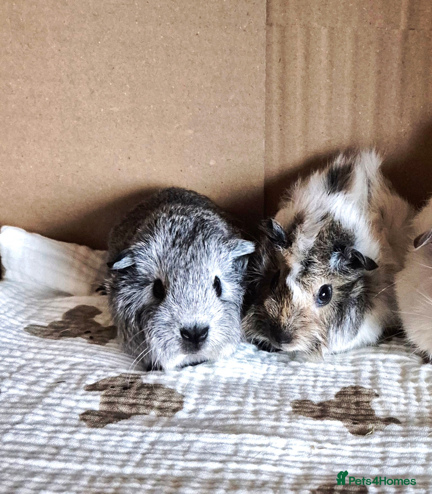 Guinea Pig rodents Baby Californian Guinea Pigs - Advert 14