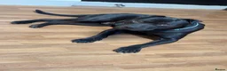 Mixed Breed dogs for sale: Staffy x shar pei  - Advert 3