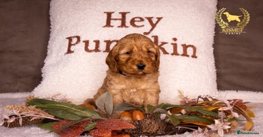 Cockapoo dogs - Advert 12