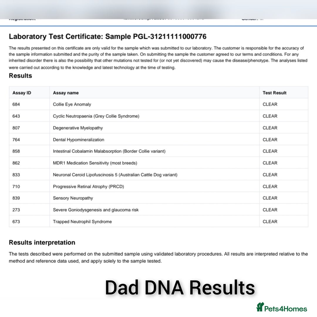 Border Collie dogs for sale: Red + Red Merle Border Collie Puppies DNA CLEAR - Advert 3