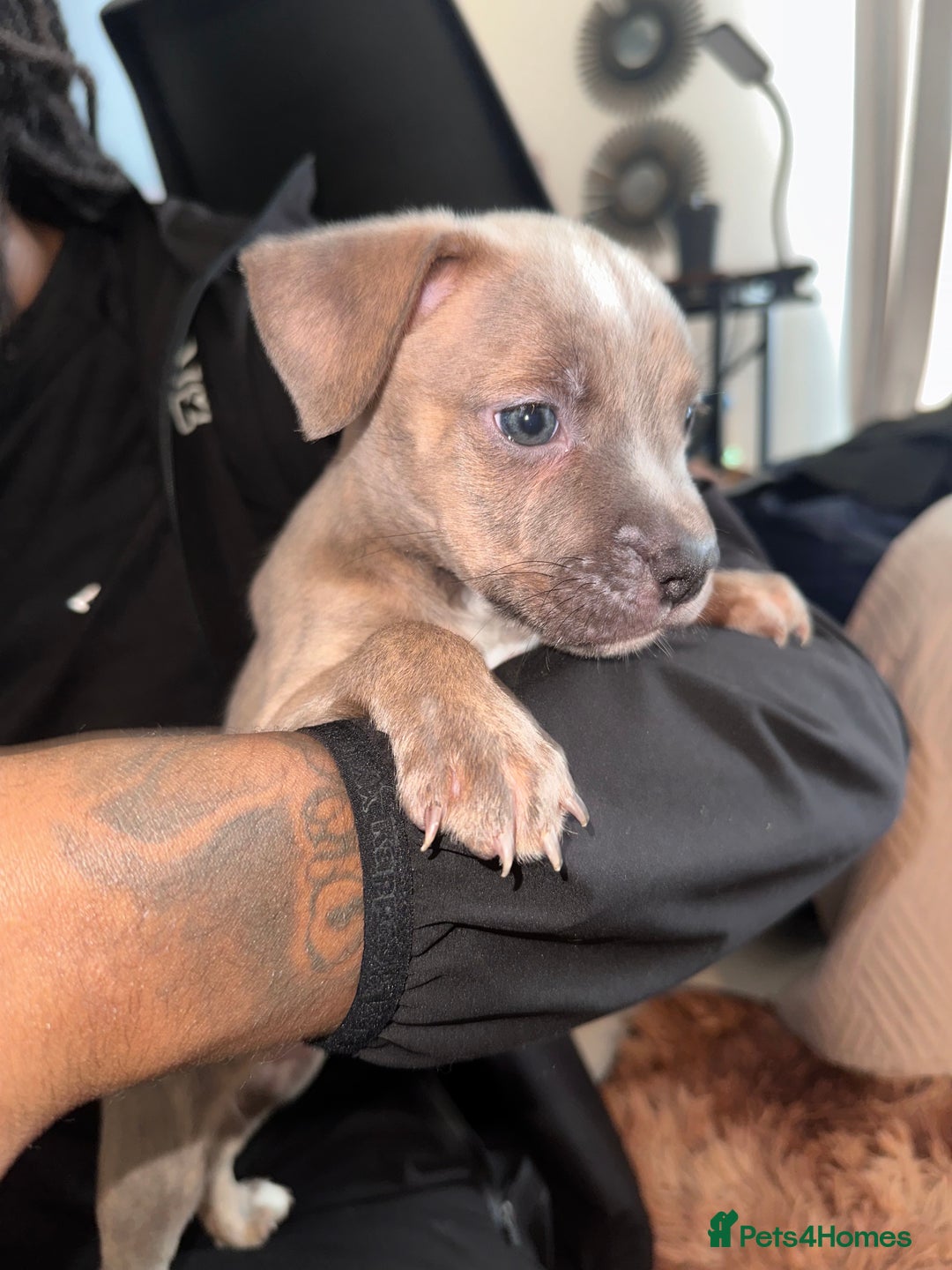 Mixed Breed dogs for sale: Mixed breed for cheap  - Image 7
