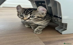 Scottish Fold cats for sale: Reduced, Ready now Last 1 rare jungle curl kittens - Image 31