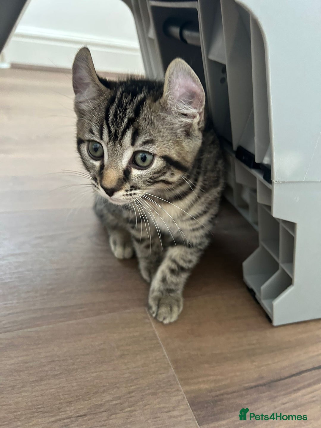 Scottish Fold cats for sale: Reduced, Ready now Last 1 rare jungle curl kittens - Image 31