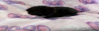 Mixed Breed 4