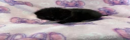 Mixed Breed cats for sale: Frankie’s Kittens Ready 20th August - Advert 28