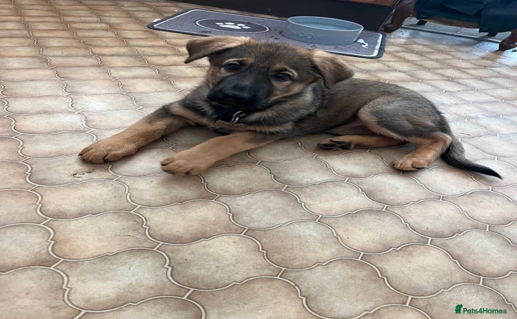 German Shepherd dogs kc registered german shepherd puppy - Advert 1