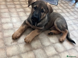 German Shepherd dogs kc registered german shepherd puppy - Advert 3