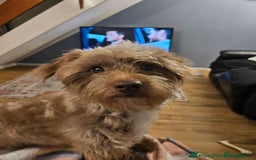 Miniature Dachshund dogs for sale: 2 year old dachshund  - Image 2