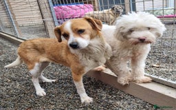 Mixed Breed dogs for adoption: Meet Nina  - Image 8