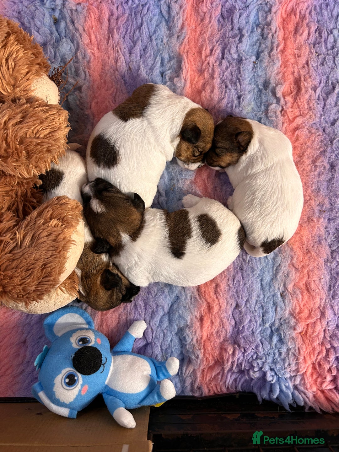 Jack Russell dogs for sale: Pedigree Jack Russell Terriers - Image 1