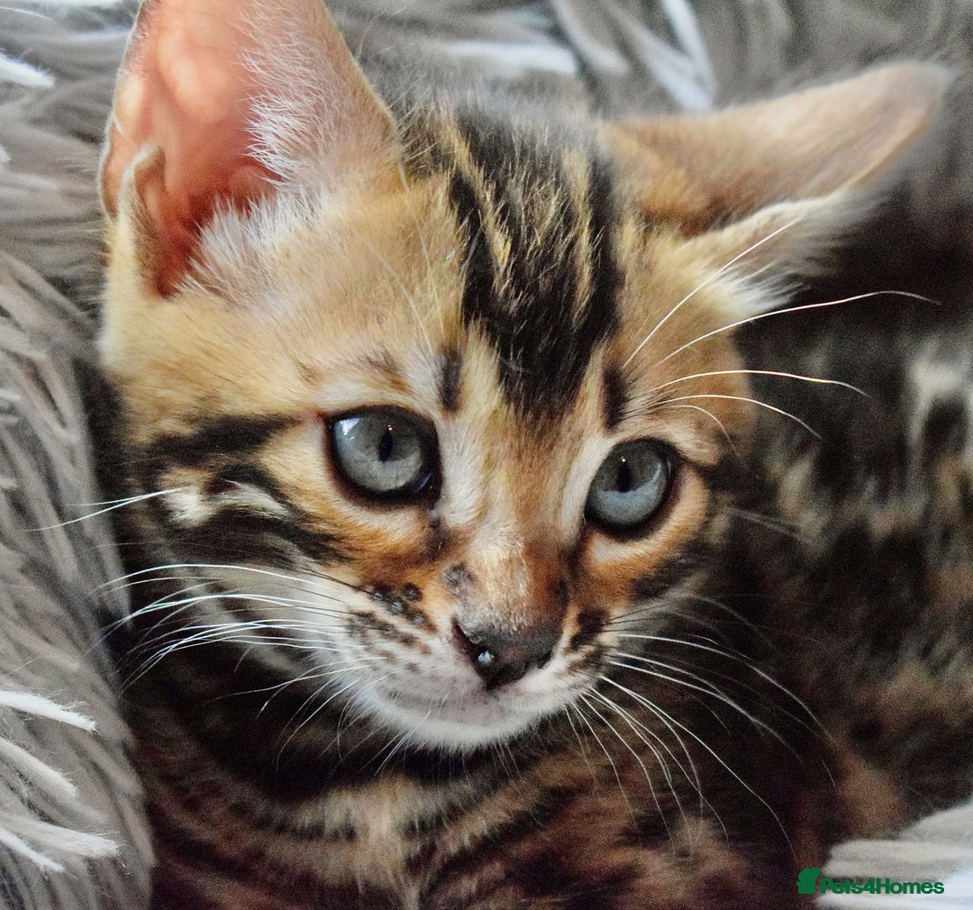 Bengal cats for sale: Top quality bred! Healthy bengal kitten  - Image 8
