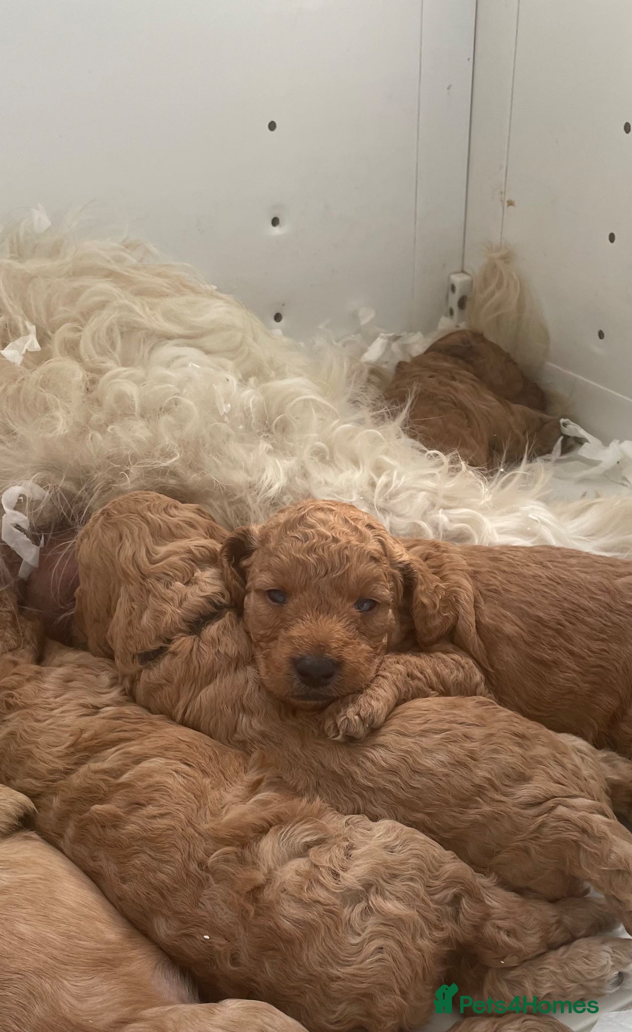 Mini Goldendoodle dogs Goldendoodle puppies  - Advert 2