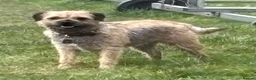 Border Terrier dogs for sale: Border terrier dog in Preston - Advert 1