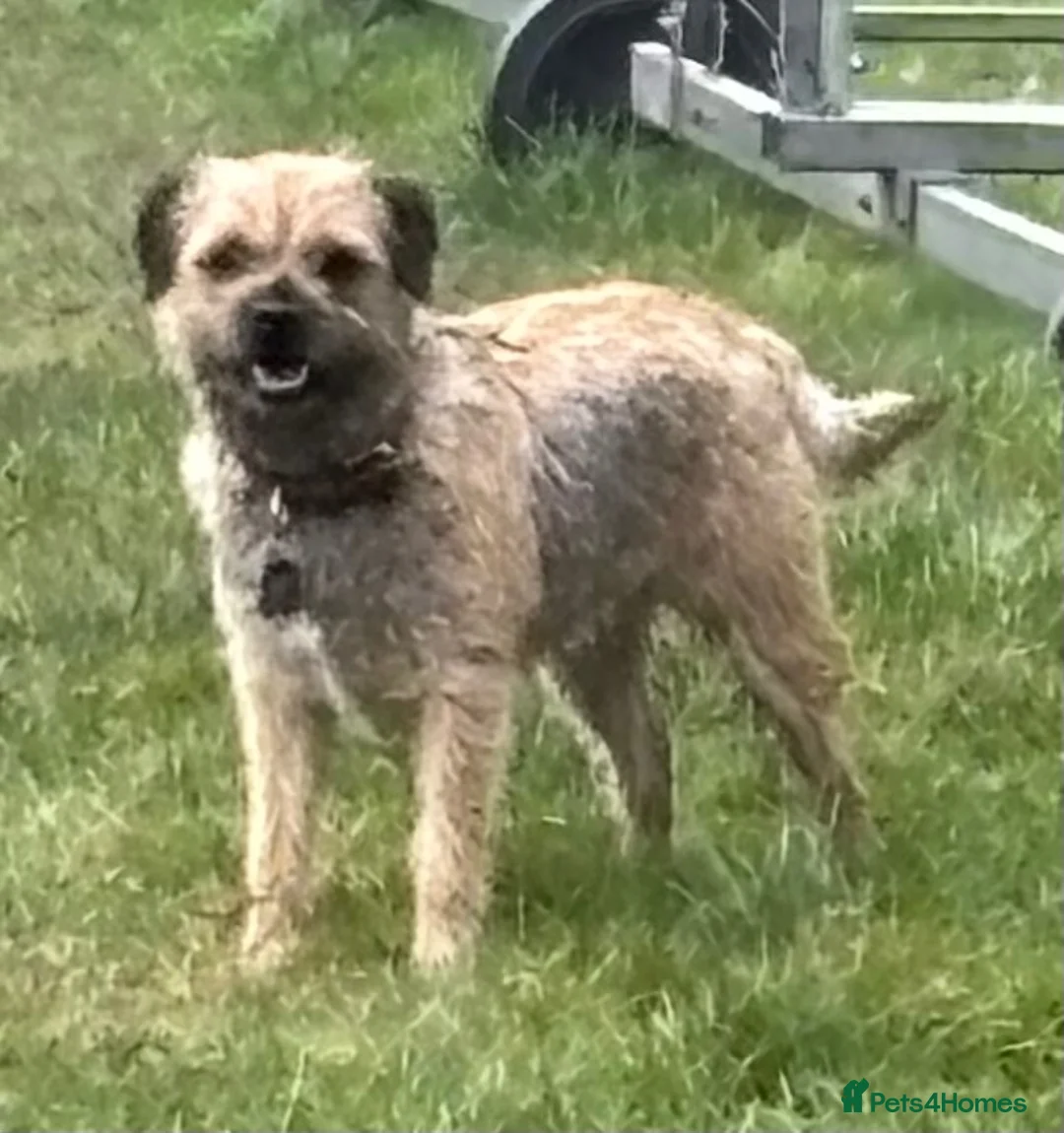 Border Terrier dogs for sale: Border terrier dog in Preston - Advert 1