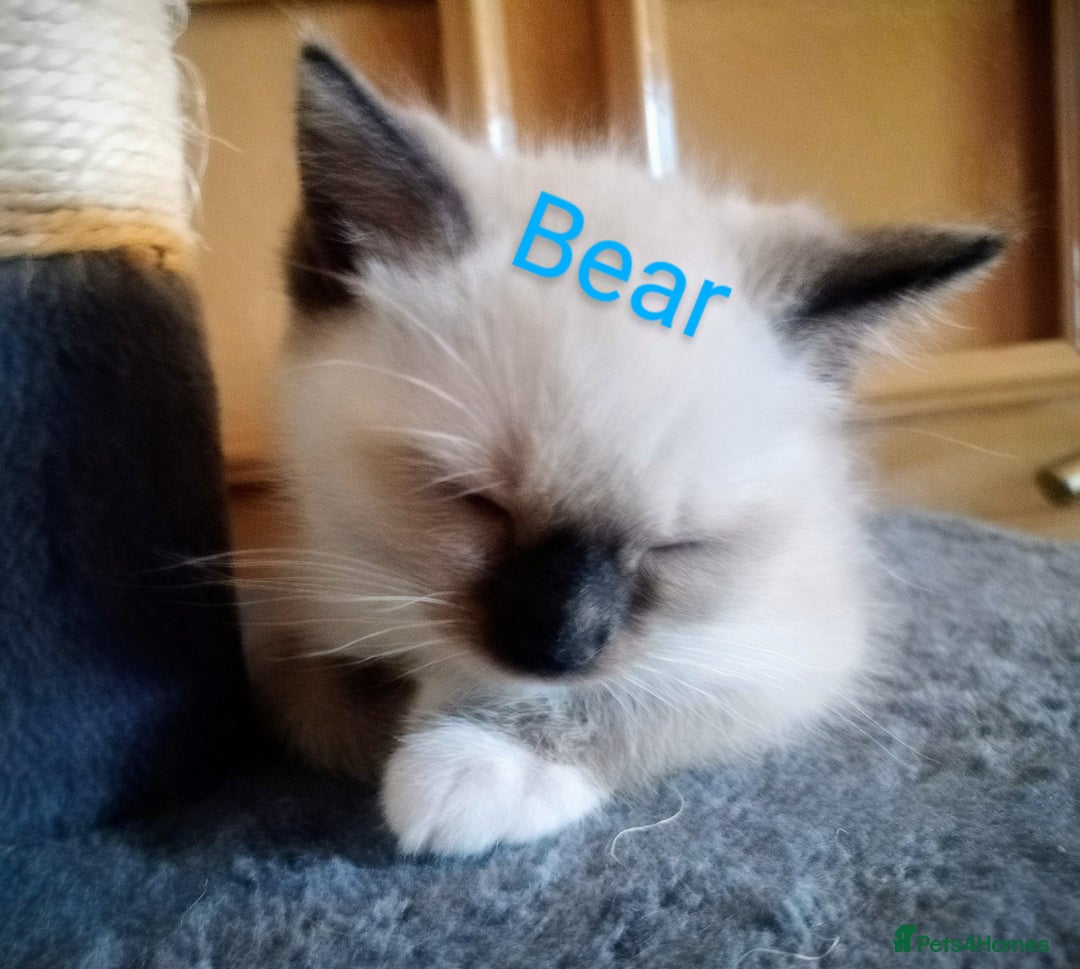 Ragdoll cats for sale: Ragdoll kittens  - Image 3