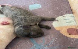 French Bulldog dogs for sale: KC Reg Frenchie Puppies - Image 5