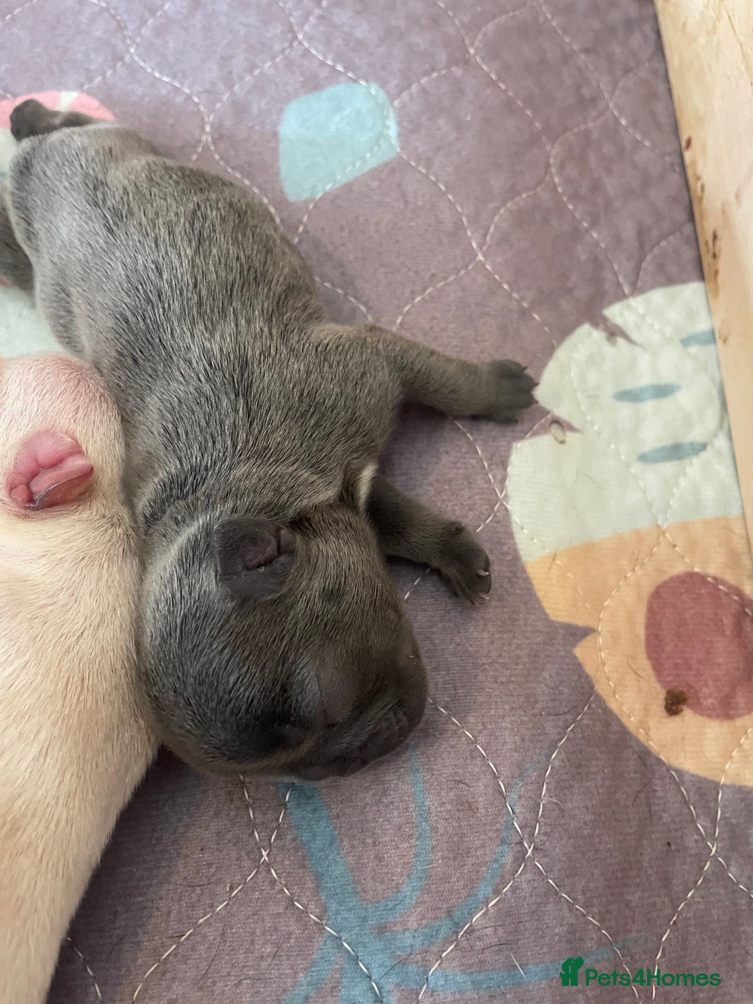 French Bulldog dogs for sale: KC Reg Frenchie Puppies - Image 5