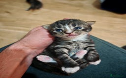 British Longhair cats for sale: 3 kittens ready for new home  - Image 4