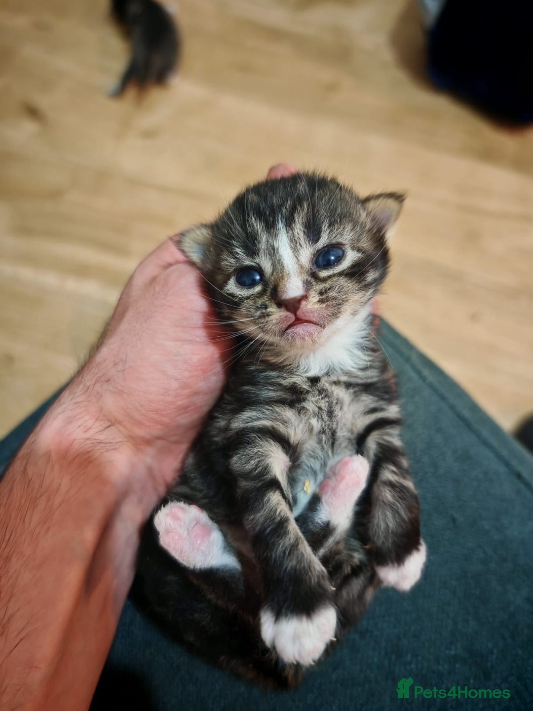 British Longhair cats for sale: 3 kittens ready for new home  - Image 4