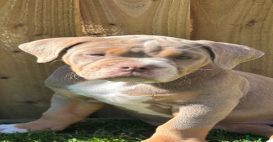 Olde English Bulldogge dogs in Bury Saint Edmunds - Advert 3