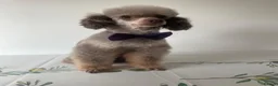 Toy Poodle dogs for stud: TINY CHOCOLATE PHANTOM BOY  - Advert 2