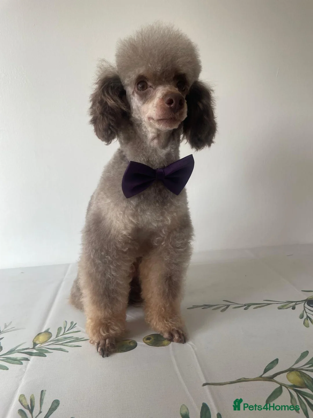 Toy Poodle dogs for stud: TINY CHOCOLATE PHANTOM BOY  - Advert 2