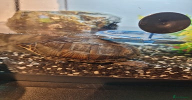 Terrapin reptiles - Advert 4