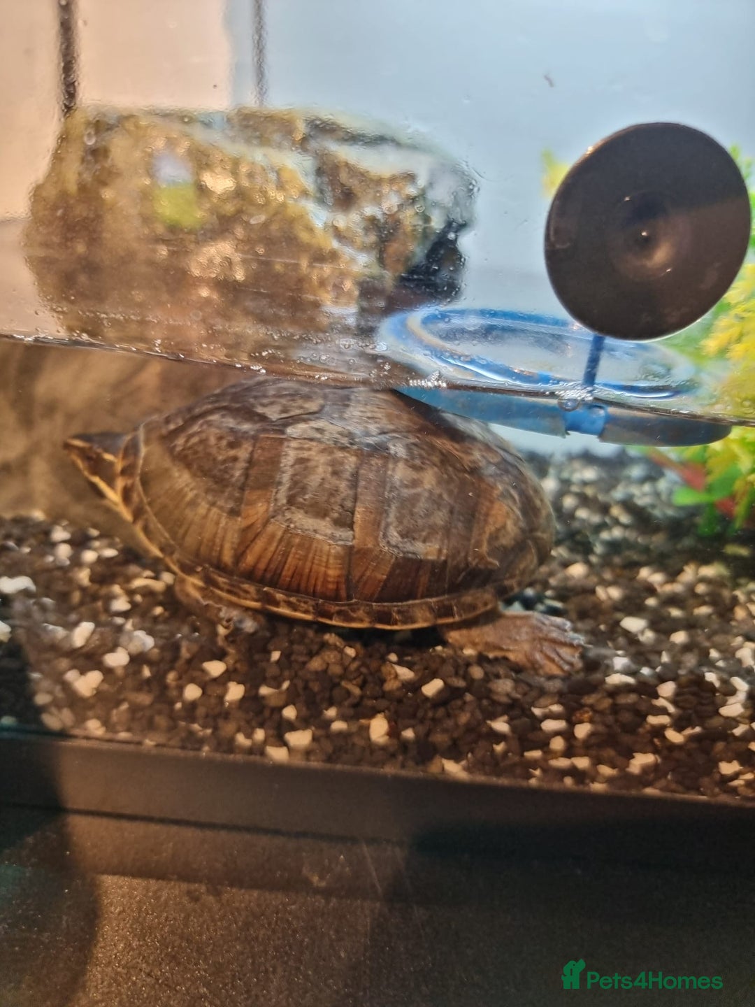 Terrapin reptiles for sale: Terrapin - Advert 3