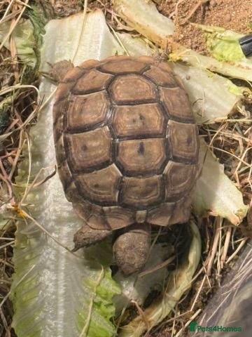 Tortoise reptiles Beautiful baby Tortoise 🐢  - Advert 1