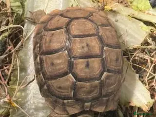 Tortoise reptiles Beautiful baby Tortoise 🐢 - Advert 1