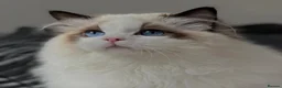 Ragdoll cats for sale: Stunning Seal Point Bicolour Ragdoll  - Advert 12