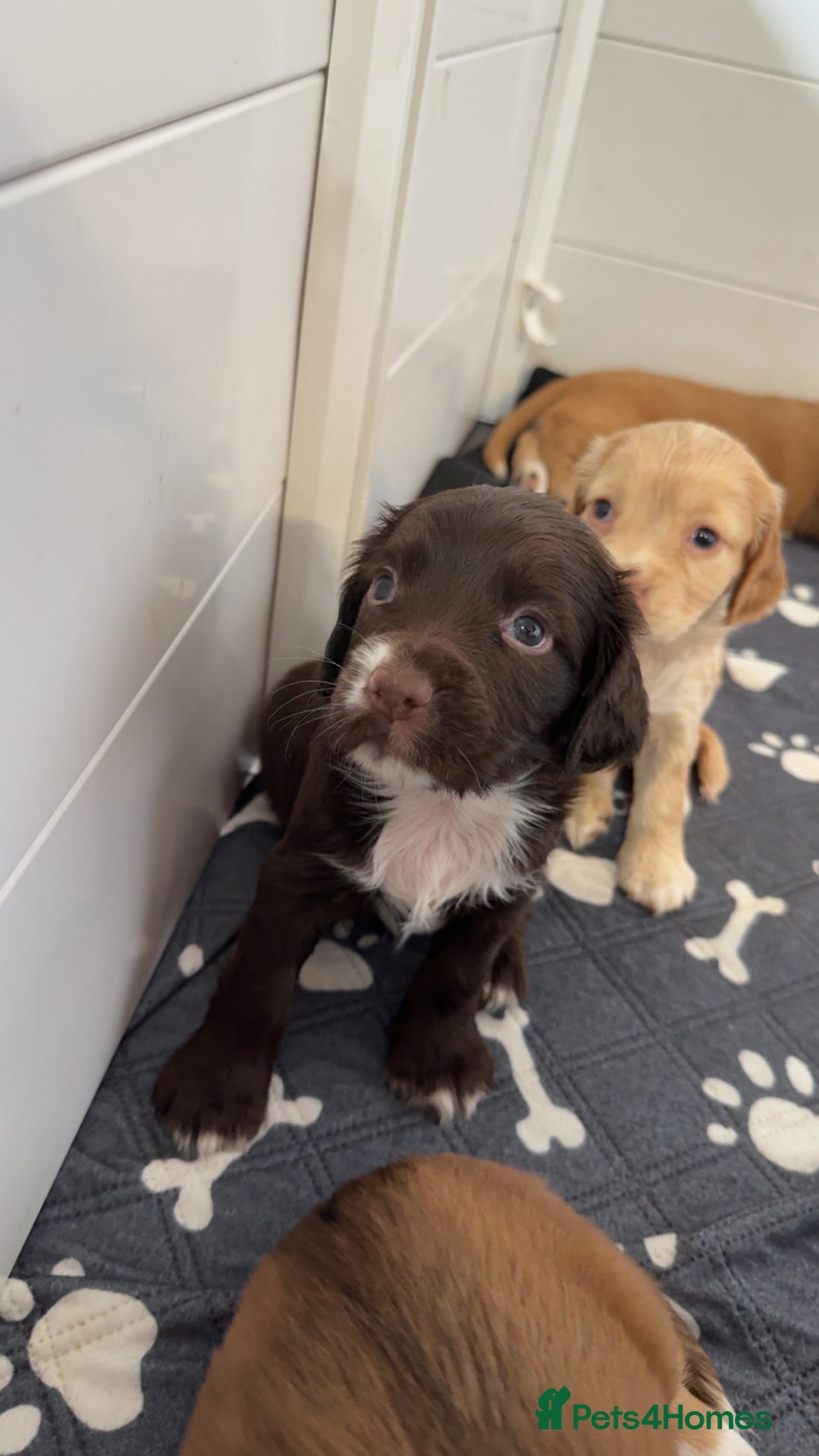 Cocker Spaniel dogs for sale: 1 stunning little boy cockerspaniel  - Image 3