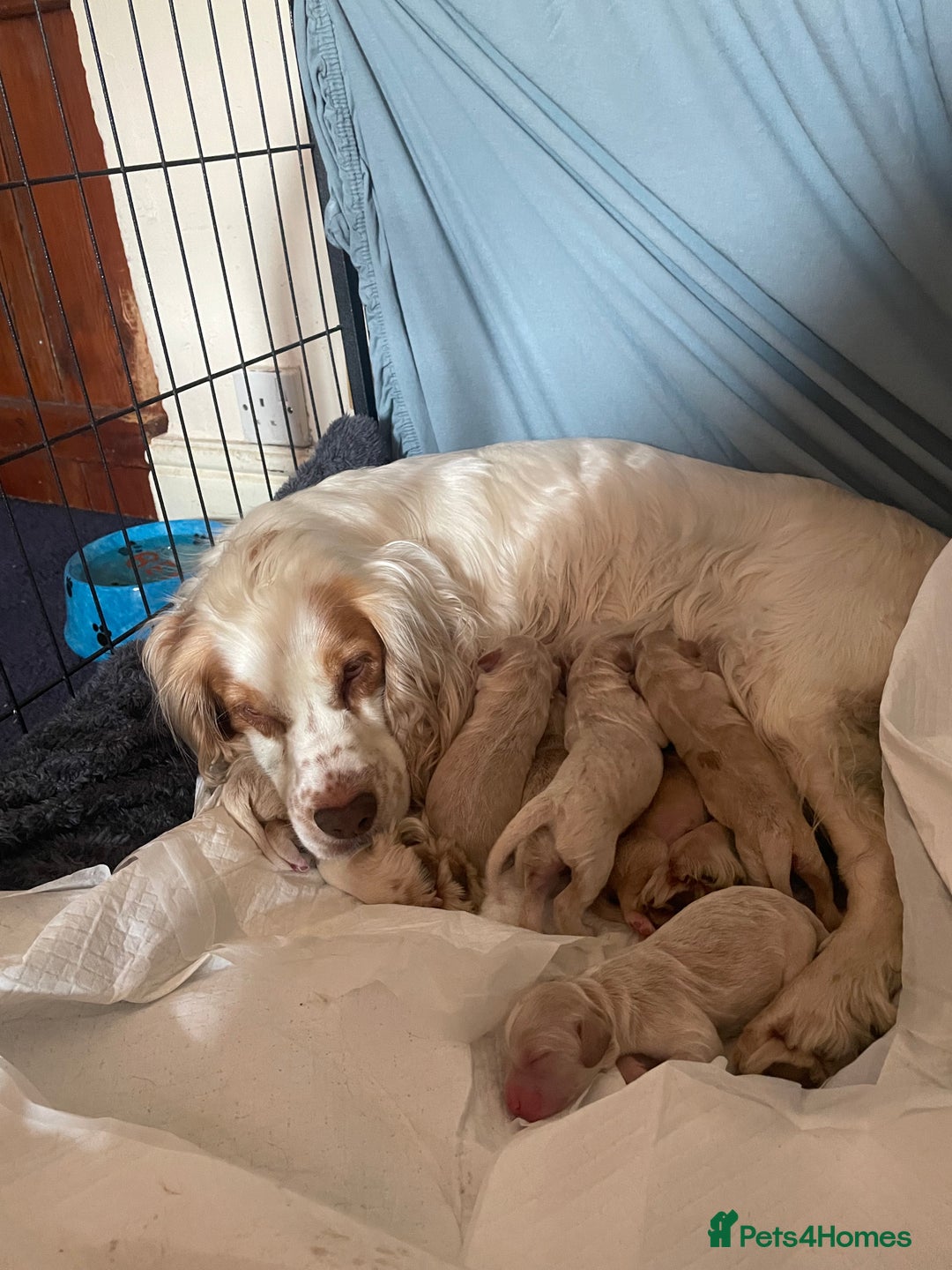 Cockapoo dogs for sale: 5⭐️⭐️⭐️⭐️⭐️RARE F1 champagne TOY Cockapoo pups!⭐️ - Image 23