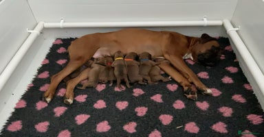 Boxer dogs - Advert 2