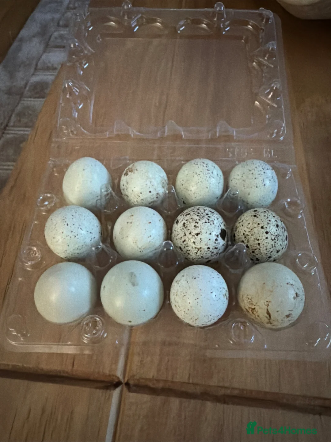 Quail poultry for sale: Celedon blue quail eggs  in Chester-le-Street - Advert 2