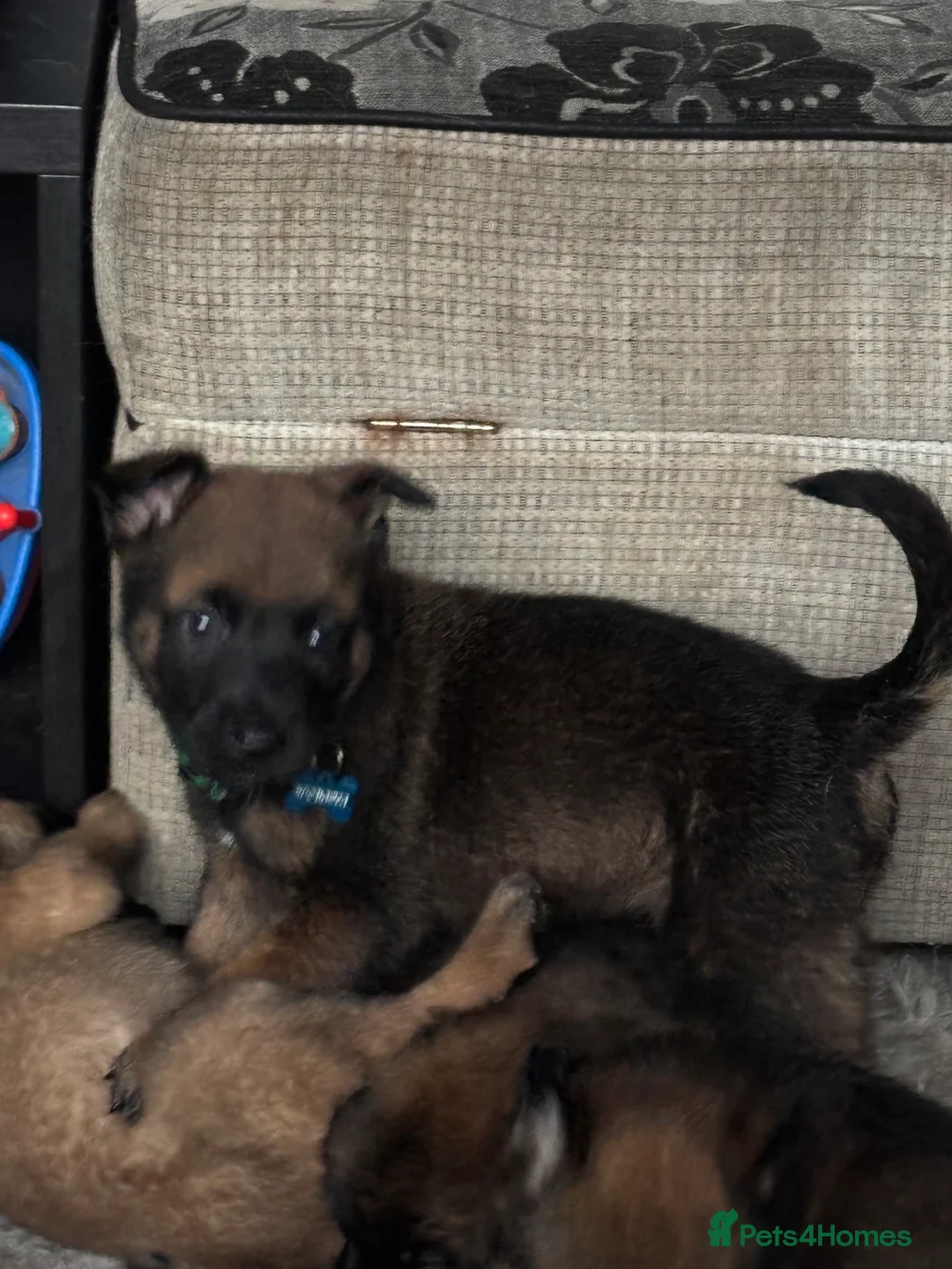 Belgian Shepherd Dog dogs for sale: Belgian shepherd pups - Advert 2