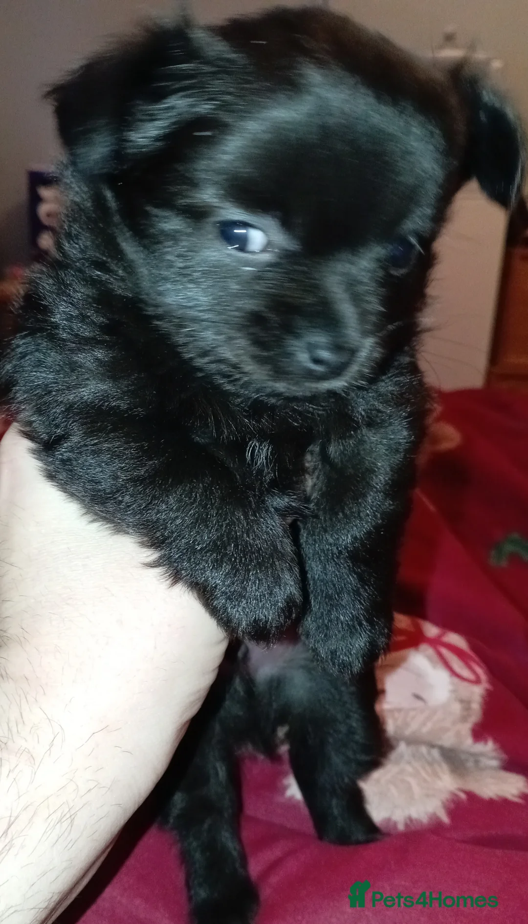 Chihuahua dogs for sale: 2 Black long haired Male chihuahua puppies  - Advert 4