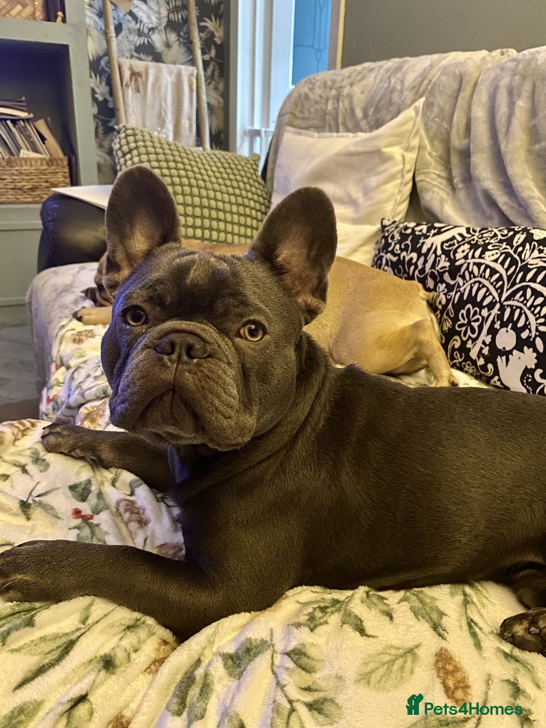 French Bulldog dogs for sale: KC Registered French Bulldogs Blue/Brindle/Fawn - Advert 4