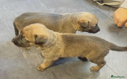 Belgian Shepherd Dog dogs for sale: Belgian malinois  - Image 7