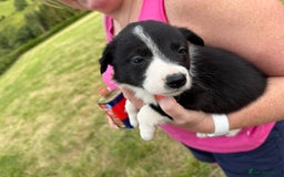 Border Collie dogs for sale: Mid Wales border collie pups  - Image 6