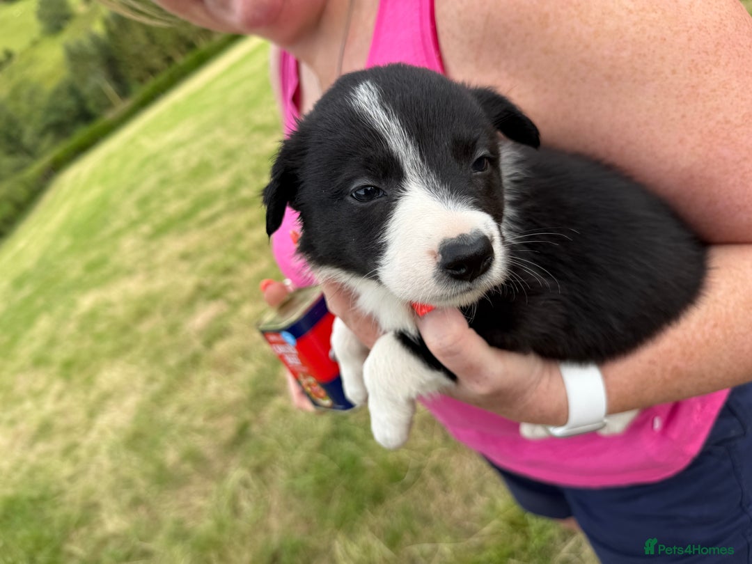 Border Collie dogs for sale: Mid Wales border collie pups  - Image 6