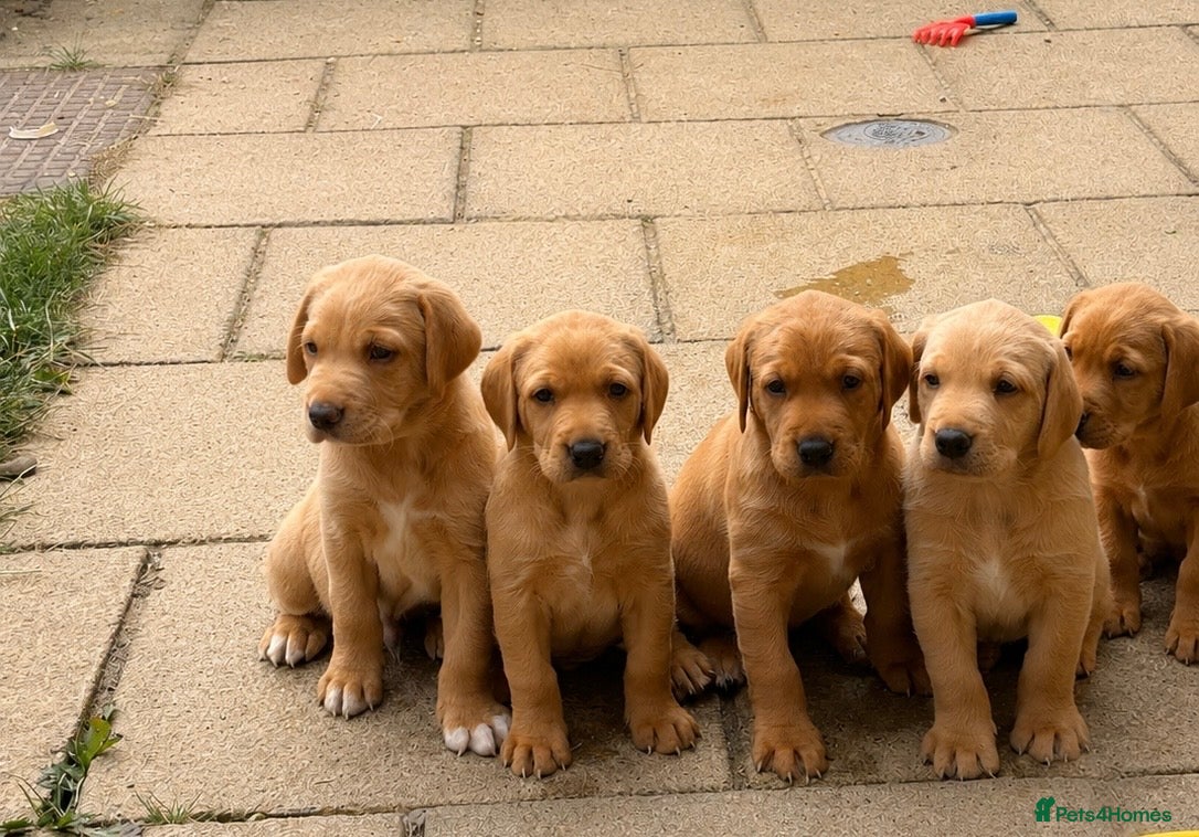 Labrador Retriever dogs Gorgeous KC Registered Labrador puppies  - Advert 15