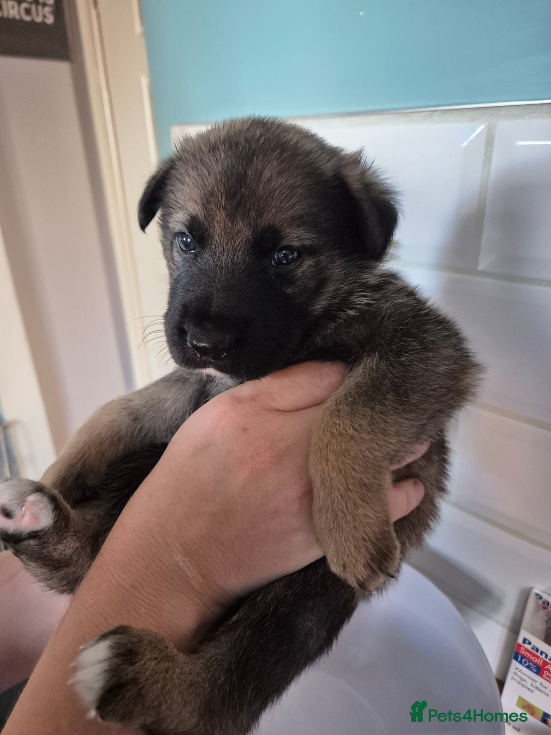 German Shepherd dogs for sale: Absolutely stunning German Shepherd pups in Doncaster - Image 27